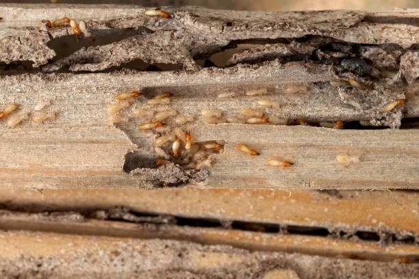 Best Emergency Pest Control  in Memphis, MI