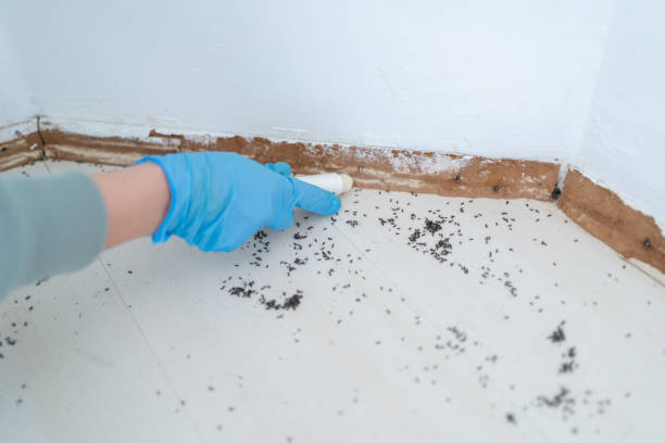 Best Termite Control Services  in Memphis, MI